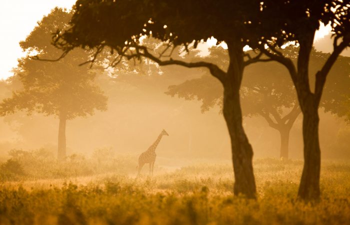 Calauit Safari Park Tour Package