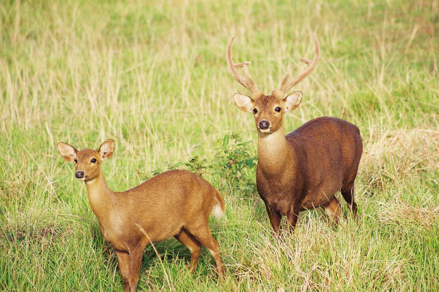Calauit Safari Park Tour Package