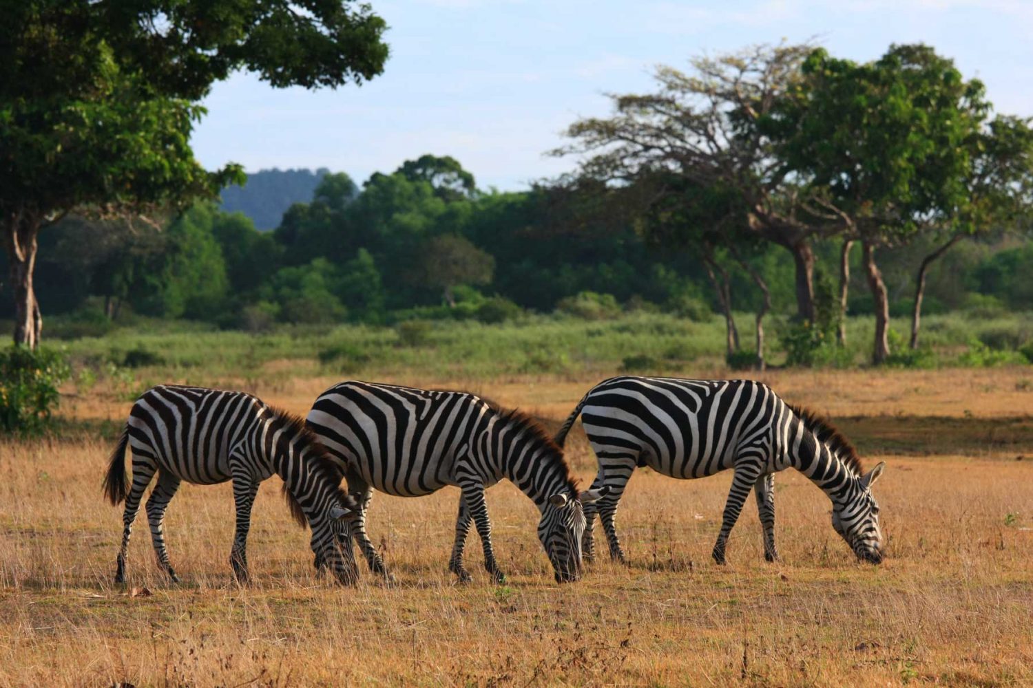 Calauit Safari Park Tour Package