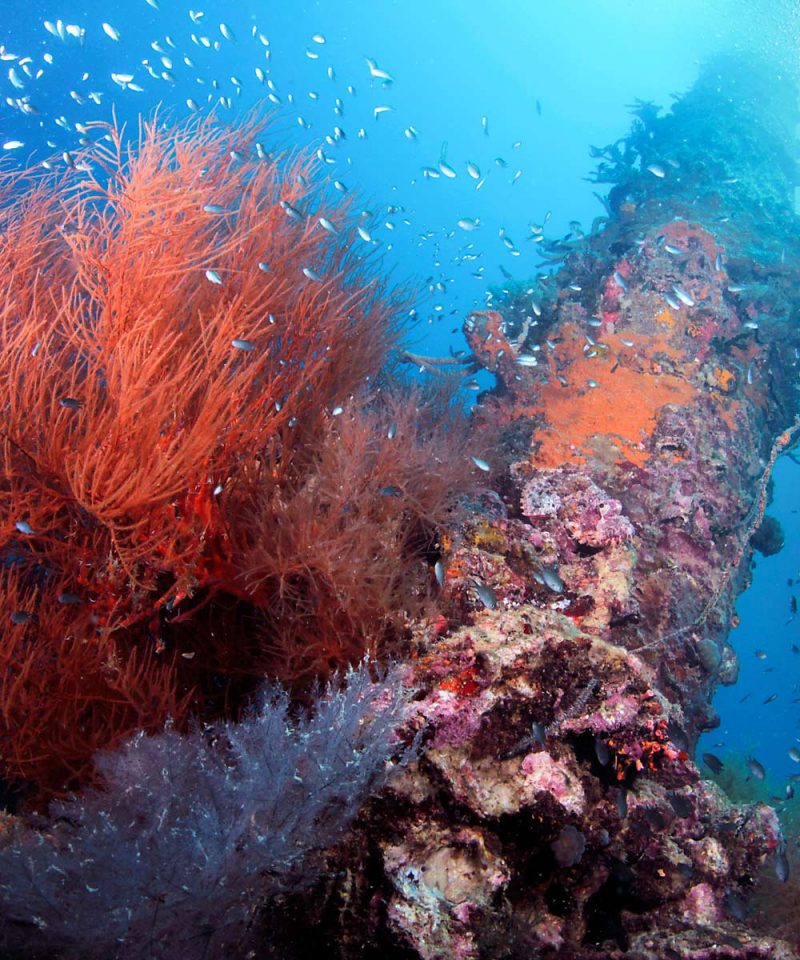 Coron Reefs and Wrecks