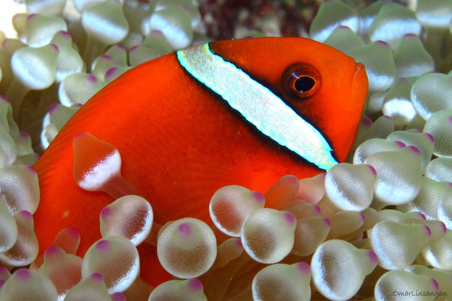 Siete Pecados Coron Island Ecotours